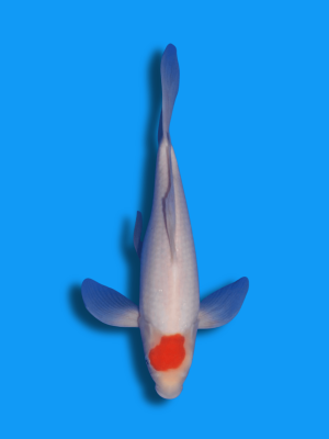 Butterfly Tancho Kohaku | Koi&Co.